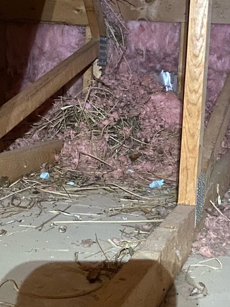 Squirrel Invasion in the Attic postworksavvy